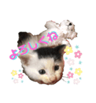 預かり保護猫ちゃん♡（個別スタンプ：24）