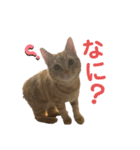 うちのなっちゃんです。（個別スタンプ：8）