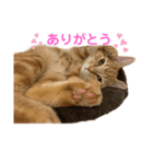 うちのなっちゃんです。（個別スタンプ：21）