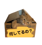 うちのなっちゃんです。（個別スタンプ：22）
