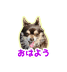チワワのつぼみ（個別スタンプ：1）