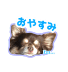 チワワのつぼみ（個別スタンプ：2）