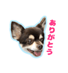 チワワのつぼみ（個別スタンプ：3）