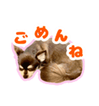 チワワのつぼみ（個別スタンプ：4）