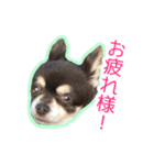 チワワのつぼみ（個別スタンプ：5）