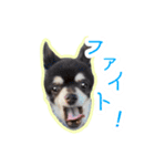 チワワのつぼみ（個別スタンプ：6）