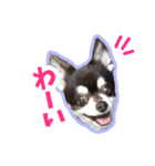 チワワのつぼみ（個別スタンプ：7）