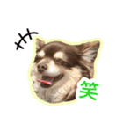 チワワのつぼみ（個別スタンプ：8）