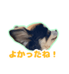 チワワのつぼみ（個別スタンプ：9）