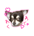 チワワのつぼみ（個別スタンプ：10）
