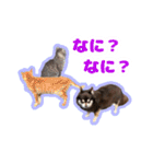 チワワのつぼみ（個別スタンプ：14）