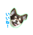 チワワのつぼみ（個別スタンプ：17）