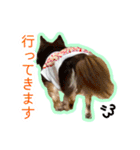 チワワのつぼみ（個別スタンプ：22）