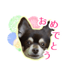 チワワのつぼみ（個別スタンプ：23）