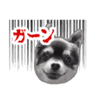 チワワのつぼみ（個別スタンプ：24）