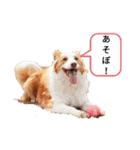 colefamily（個別スタンプ：24）