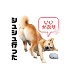 とびまる②（個別スタンプ：17）