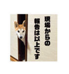 とびまる②（個別スタンプ：20）