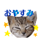 てんとあられ（個別スタンプ：2）