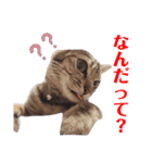 てんとあられ（個別スタンプ：3）