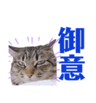 てんとあられ（個別スタンプ：5）