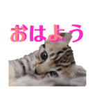 てんとあられ（個別スタンプ：7）