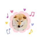 のんきな柴犬スタンプ（個別スタンプ：2）