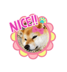 のんきな柴犬スタンプ（個別スタンプ：5）