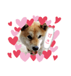 のんきな柴犬スタンプ（個別スタンプ：6）