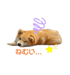 のんきな柴犬スタンプ（個別スタンプ：10）