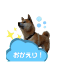 のんきな柴犬スタンプ（個別スタンプ：11）