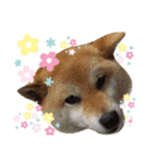 のんきな柴犬スタンプ（個別スタンプ：14）