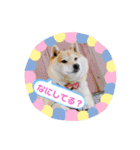 のんきな柴犬スタンプ（個別スタンプ：16）