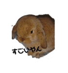 ちょこちゃんプチちゃん桑名弁（個別スタンプ：8）
