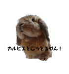 ちょこちゃんプチちゃん桑名弁（個別スタンプ：11）