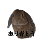 ちょこちゃんプチちゃん桑名弁（個別スタンプ：15）