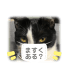 今すぐ使える猫スタンプ2（個別スタンプ：1）