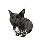 今すぐ使える猫スタンプ2（個別スタンプ：2）