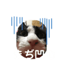 今すぐ使える猫スタンプ2（個別スタンプ：3）