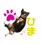 カイとカムイ（個別スタンプ：2）