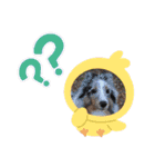 new アムテラスタンプ（個別スタンプ：6）