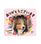 new アムテラスタンプ（個別スタンプ：7）