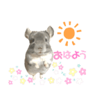 チンチラのむぅちゃん（個別スタンプ：1）