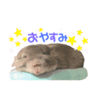 チンチラのむぅちゃん（個別スタンプ：2）
