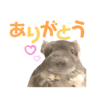 チンチラのむぅちゃん（個別スタンプ：6）