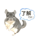 チンチラのむぅちゃん（個別スタンプ：11）