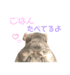 チンチラのむぅちゃん（個別スタンプ：21）
