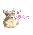 チンチラのむぅちゃん（個別スタンプ：23）
