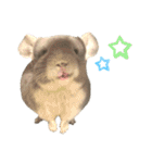 チンチラのむぅちゃん（個別スタンプ：33）