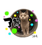 シャルトリューつみれのスタンプ（個別スタンプ：3）